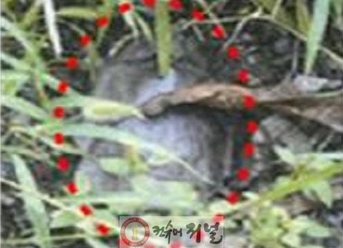 북한 나뭇잎 지뢰.jpg