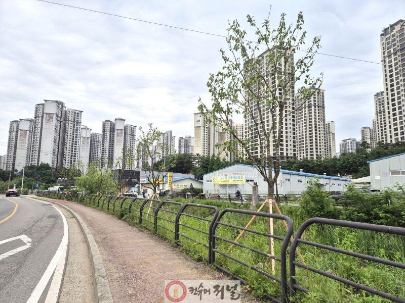 1-5. 견달산천 왕벚나무 식재 사업.jpg