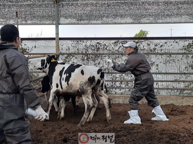 0912 계양구, 2025년 하반기 구제역 정기 예방접종 실시 (1).jpg
