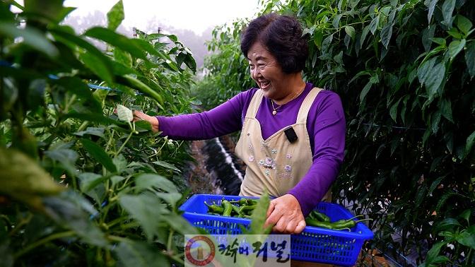 1-6. 로컬푸드직매장에서는 당일 생산 당일 출하가 기본 원칙이다.jpg