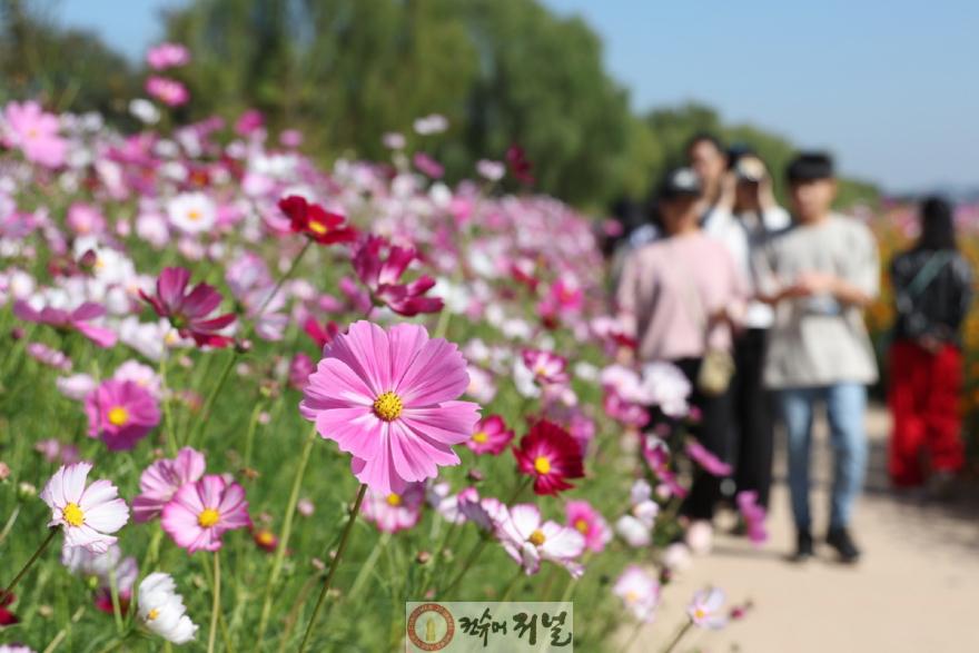 13. 지난해 코스모스가 만개한 창릉천 산책로.jpg