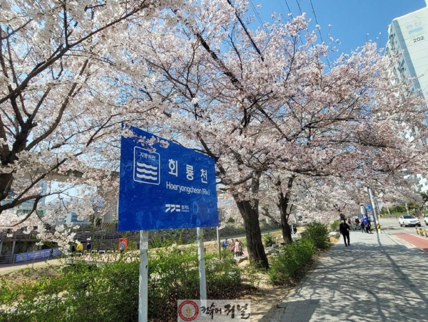 시민소통과(우리동네 정책로드맵, 호원2동편)5-회룡천 벚꽃길.jpg
