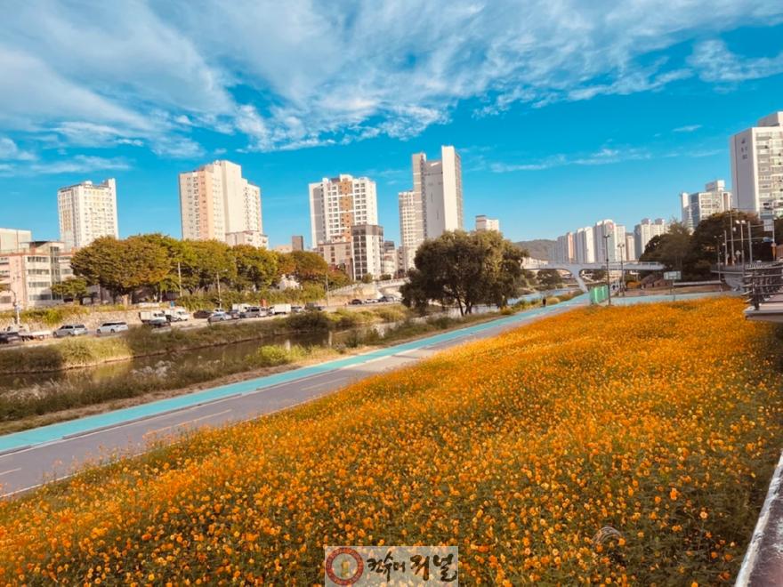 1.시민소통과((기획)의정부시, 우리동네 정책로드맵 ‘신곡1동편’)8-중랑천 황화 코스모스 꽃길.jpg