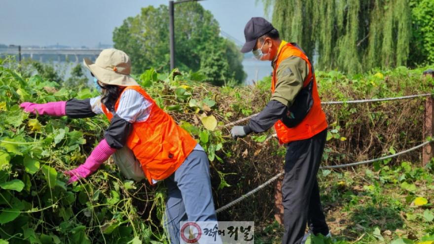 [산하기관]1-8. 행주산성역사공원 수변길 일대에서 유해식물 제거 중인 에코 볼런투어 참여 봉사자.jpg
