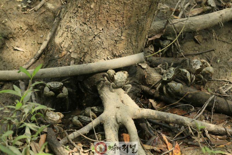 1-7. 장항습지 말똥게와 버드나무.JPG