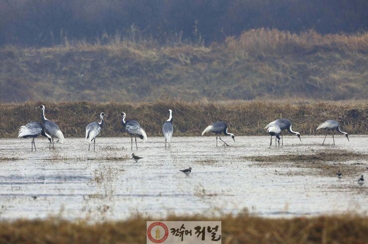 1-2. 무논(물고인 논)에서 먹이를 찾는 재두루미들.jpg