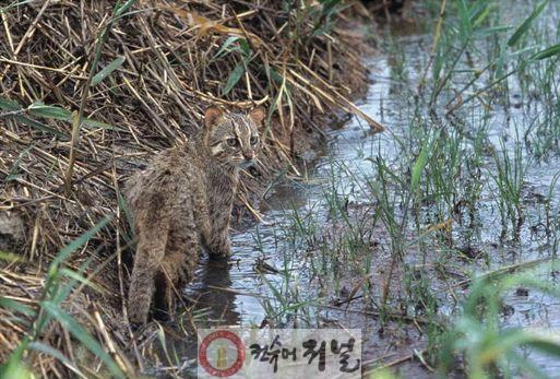 1-5. 장항습지의 최상위 포식자 삵.jpg