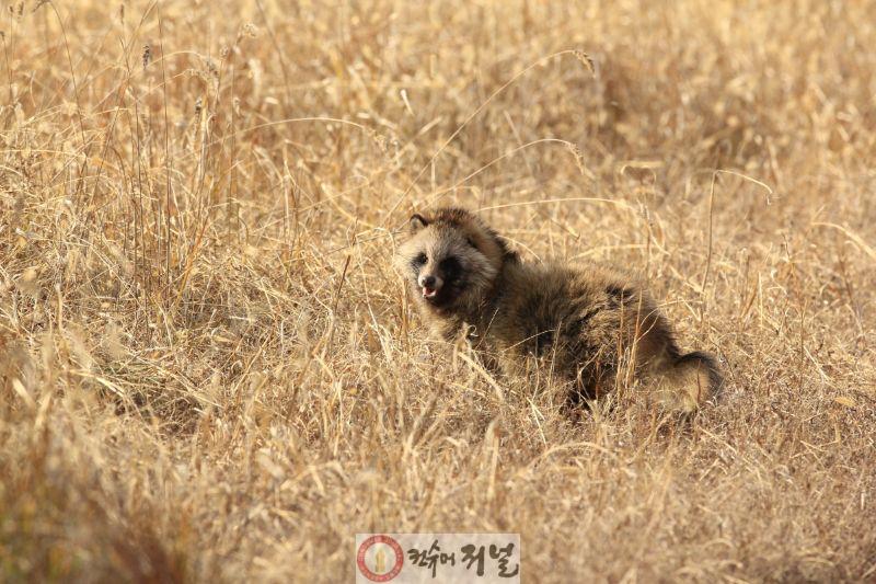 1-6. 장항습지에 살고 있는 너구리.JPG