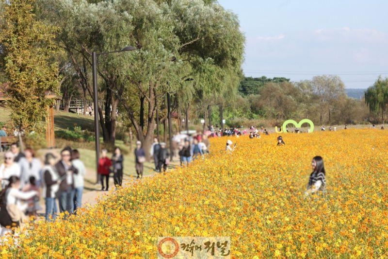 1-2. 2025 창릉천 코스모스 축제.jpg