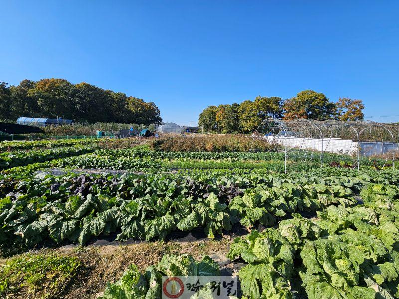 계양구 밭작물 재배지 전경.jpg
