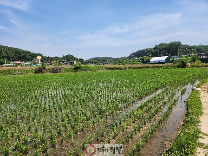 계양구 벼 재배지 전경.jpg