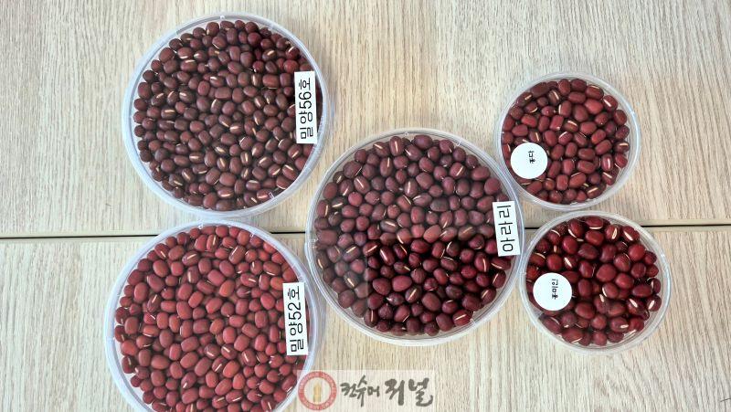 4.연천군, 신품종 ‘홍미인’ 앞세워 명품 팥 산업 육성 박차1.jpg