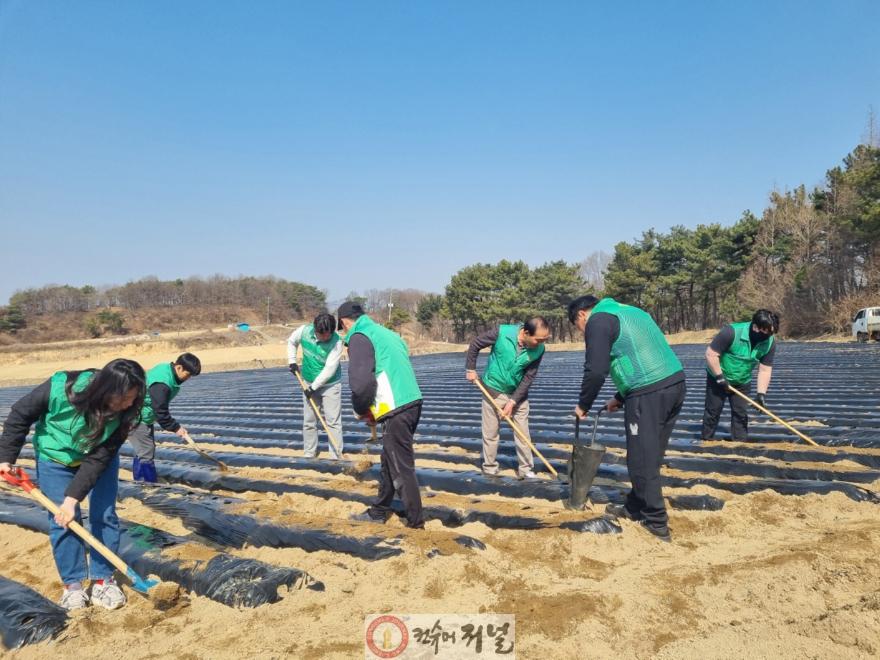 6.농촌일손돕기 봉사활동 중인 예산군청년새마을연대 회원들.jpg