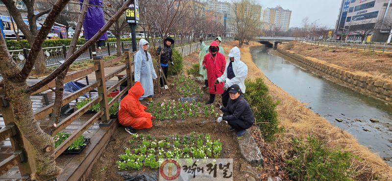 0319 계양3동 주민자치회, 봄맞이 초화 심기 행사 개최 (1).jpg