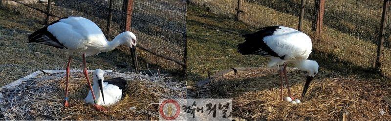 1.한일 황새 커플 모습.jpg