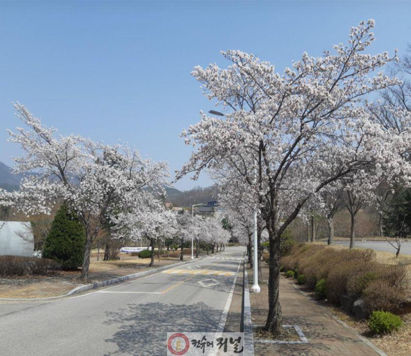 국립공주대 예산캠퍼스 벚꽃 사진.jpg