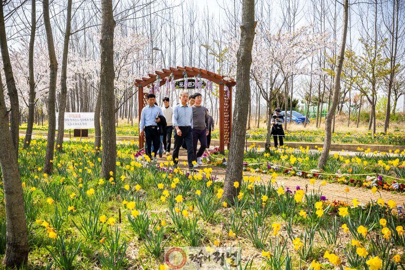 0414 계양아라온 수선화 절정... 윤환 구청장 현장 점검 (1).jpg