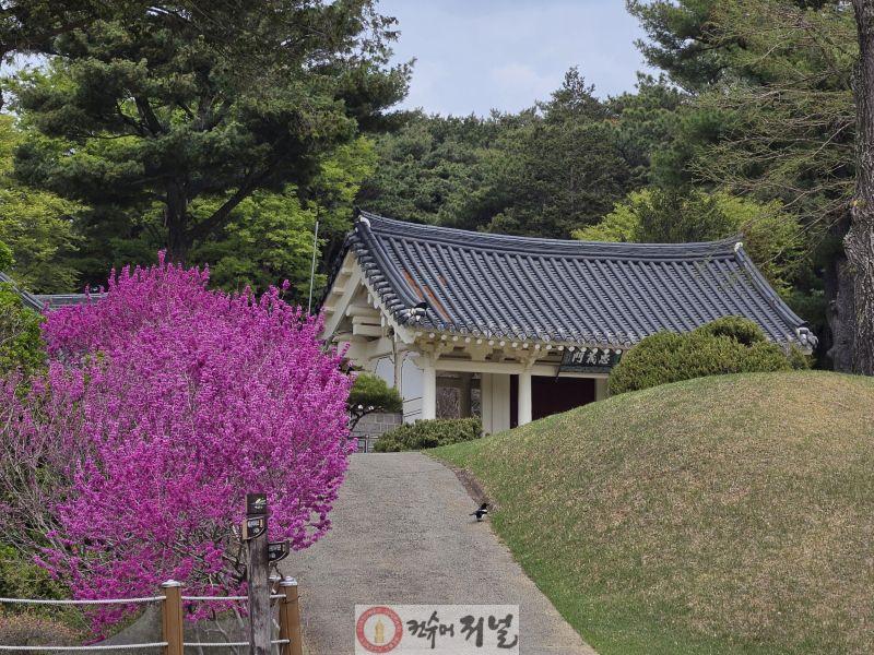 2.윤봉길의사유적 봄꽃 풍경(충의문 올라가는 길의 박태기나무꽃).jpg
