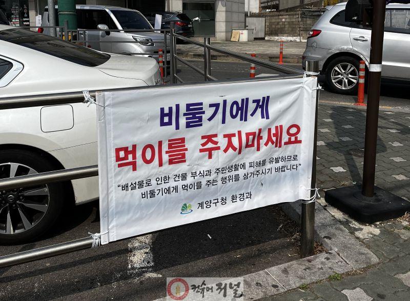 0504 계양구, ‘유해 집비둘기 먹이주기 금지’ 홍보 강화 (1).jpg