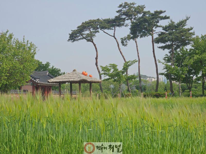 0507 계양구, 계양아라온 청보리밭으로 봄나들이 오세요(1)_2025년 청보리밭.jpg