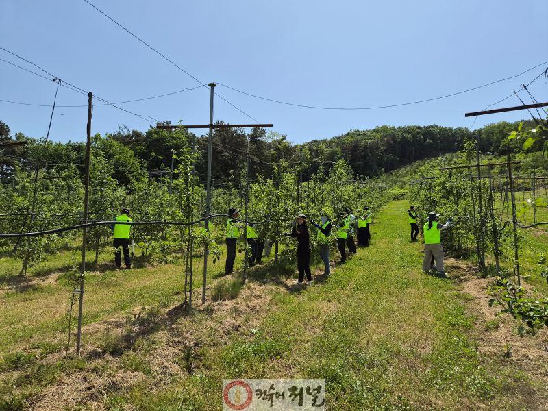 8.예산군농업기술센터, 농번기 사과농가 일손 돕기 실시(1).jpg