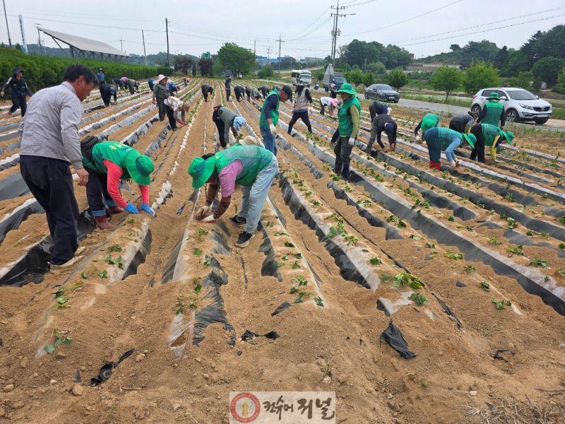 봉산면 새마을 고구마 심기(1).jpg