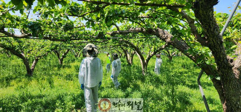 과수화상병 예찰 사진.jpg