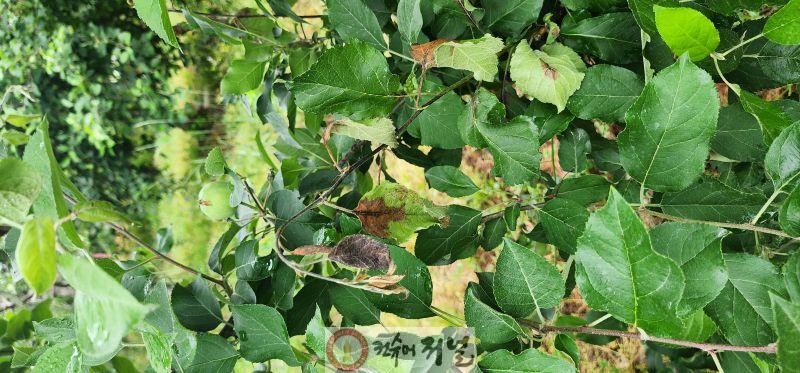 과수화상병 증상 사진.jpg