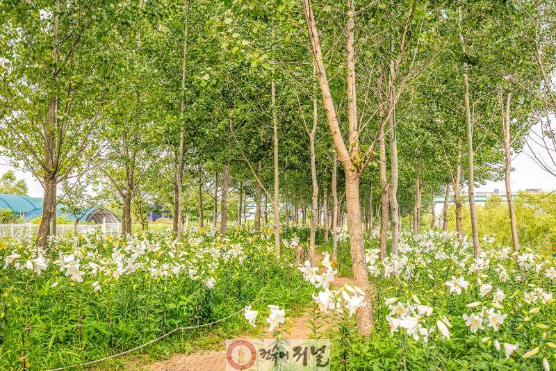 0616 계양아라온 포시즌가든, 10만 송이 백합 꽃물결 장관(3)_지난해 개화 모습.jpg