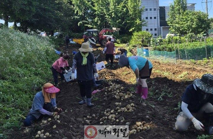 6.왕진면주민자치위원회, 무등리 유휴지 감자 수확 추진2.jpg