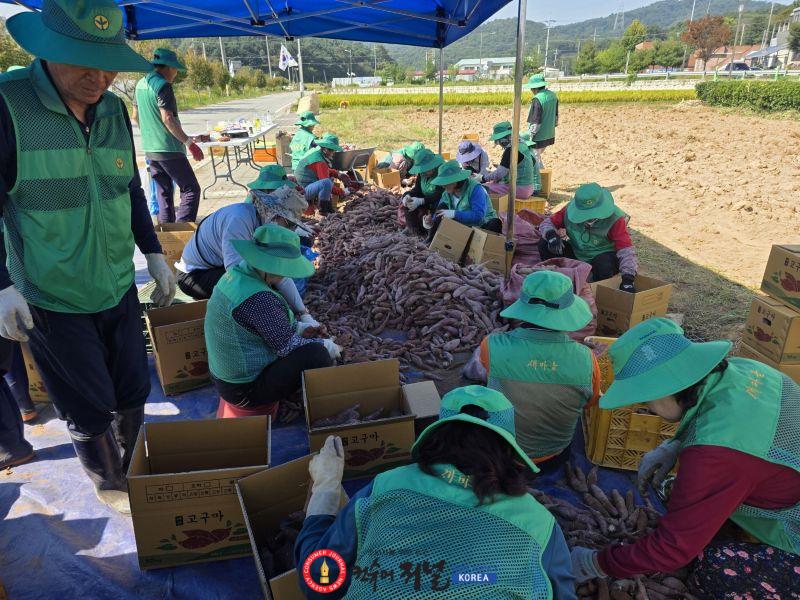 9.봉산면 새마을회 행복나눔 고구마 수확 행사 모습 (2).jpg