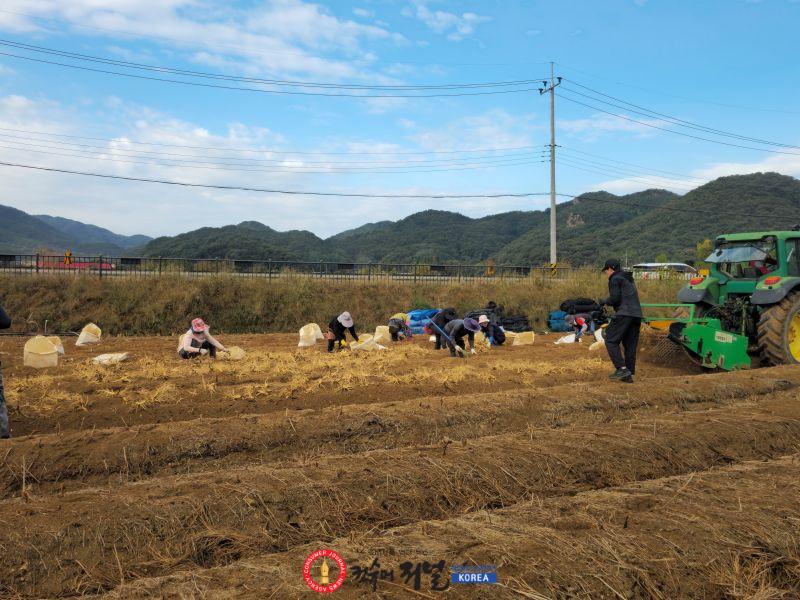 1. 믿고 먹는 6년근 인삼’… 제21회 파주개성인삼축제’ 준비‘총력’_인삼채굴사진.jpg