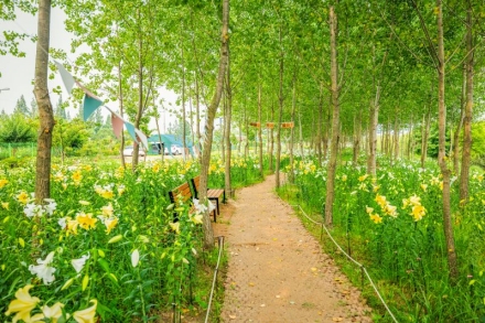 계양구 계양아라온 포시즌가든, ‘10만 송이 백합’의 향연 속으로 초대!