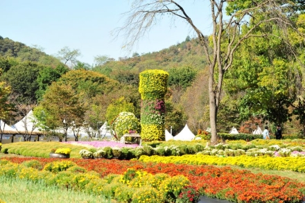 제8회 연천국화축제, ‘고구려의 숨결 국화꽃으로 피어나다’16~25일 개최... 대형 국화조형물·체험·공연 등 볼거리 풍성
