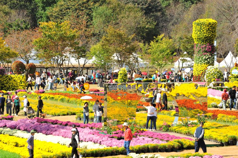 연천군 농업기술센터, “국화꽃으로 피어난 연천” 2026년 제8회 국화축제 시민 발길 이어져