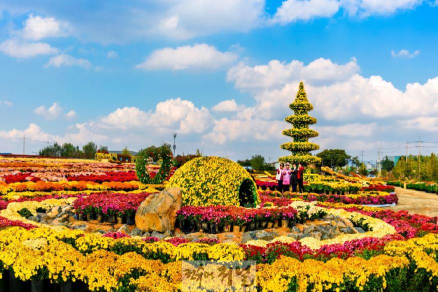연천군, “가을 축제 즐기러 연천으로 오세요”(국화축제).jpg