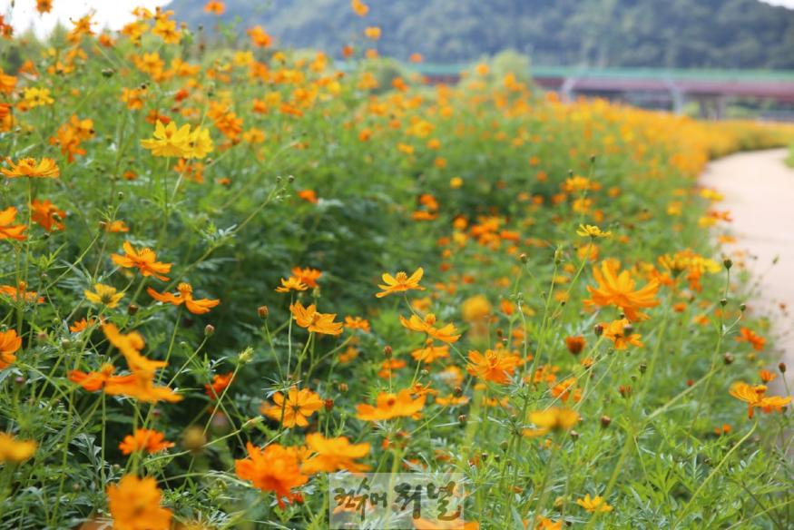 1-3. 창릉천에 만개한 황화코스모스.jpg