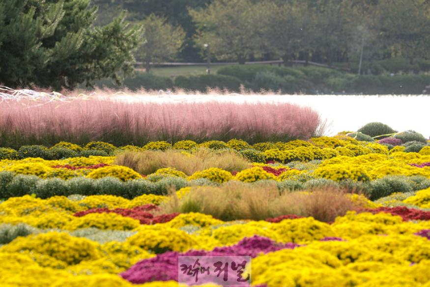 1-8. 고양가을꽃축제가 열리는 일산호수공원.jpg