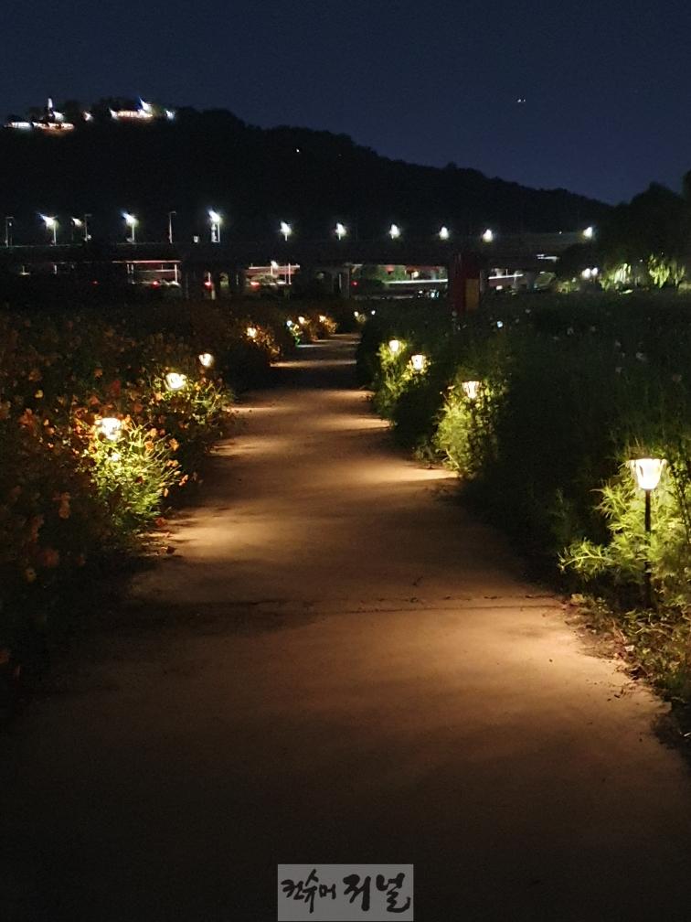 1-6. 코스모스꽃밭에 설치된 태양광 야간 조명등.jpeg