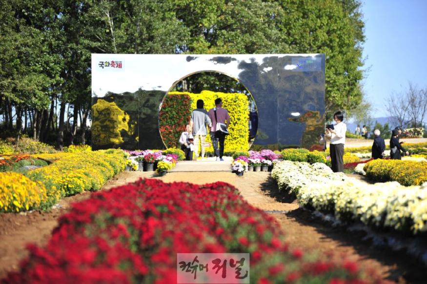 국화2.JPG