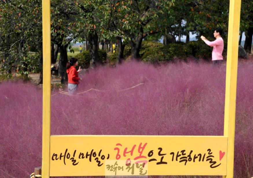 기획보도 사진3_갯골생태공원 핑크뮬리 포토스폿에서 방문객들이 사진을 찍고 있다.jpg