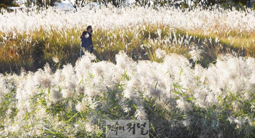 기획보도 사진4_갯골생태공원 갈대무리를 걷는 시민들.jpg