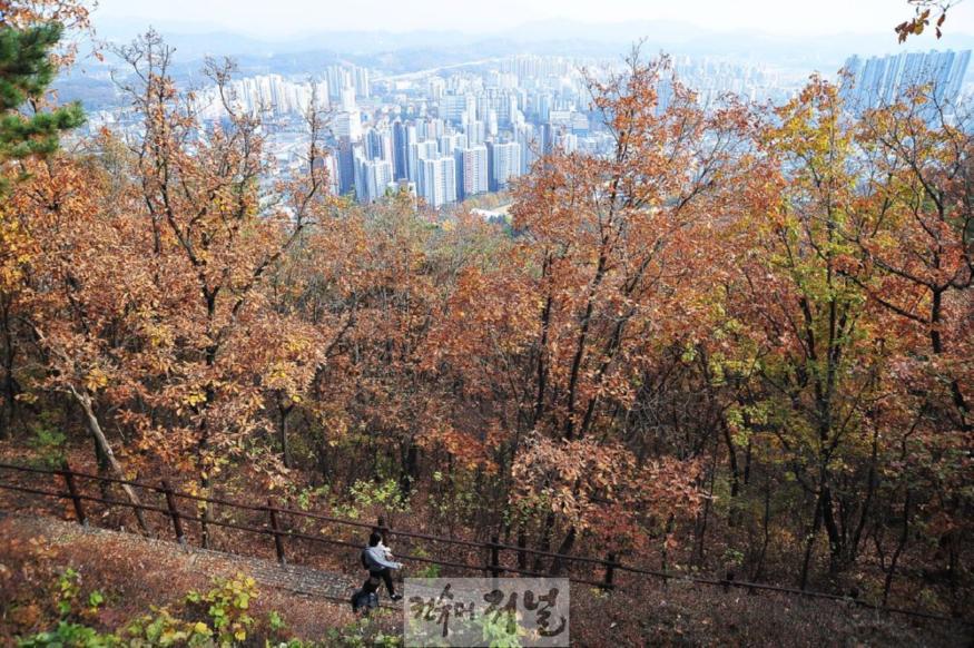 기획보도 사진6_한 시민이 가을색으로 물든 소래산을 오르고 있다.jpg