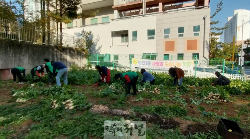 (7) 논현1동 새마을 부녀회, ‘정 나눔 김장김치’ 위한 무 수확.png