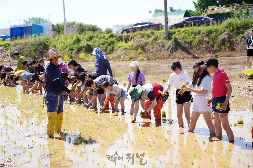 0122 계양교육혁신지구, 2월 21일까지 ‘1동 1교 하모니 사업’ 공모(지난해 1동 1교 하모니 사업으로 계양초등학교 학생들이 계양1동주민자치회와 함께 벼농사 체험을 하고 있는 모습 (1).jpg