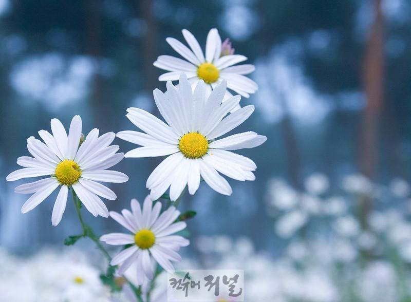 1. 부평구, 7산 7색 50만 송이의 야생화 심는다1(구절초).jpg