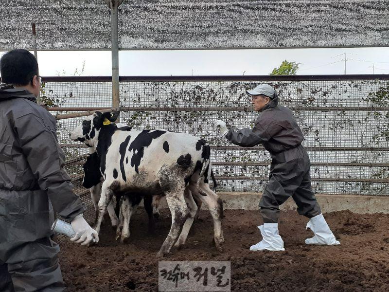 0319 계양구, 구제역 차단 방역에 총력 (1).jpg