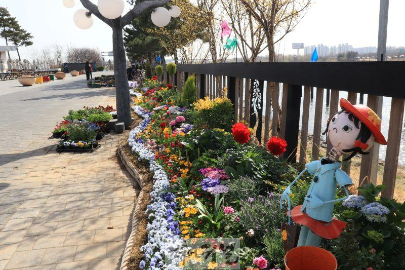 0328 봄꽃과 수선화로 물든 계양아라온, 꽃길 따라 힐링하세요! (3).JPG