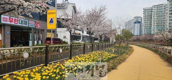 0410 계양3동 주민자치회, 동양동 수로변 꽃길 조성 (1).jpg