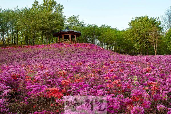 기획보도 사진2_오난산전망공원 철쭉동산.jpg